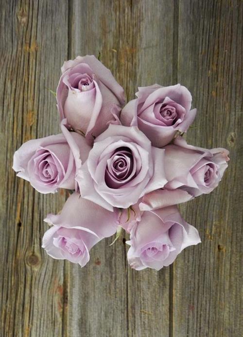 OCEAN SONG  LAVENDER ROSES